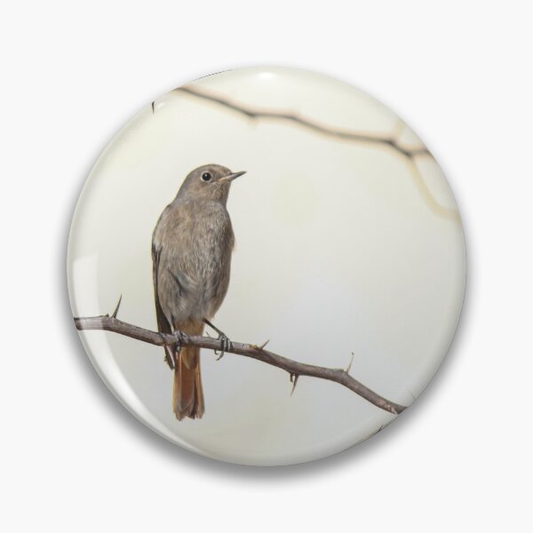 Item preview, Small Brown Songbird Perched on Thorny Branches Against Soft Neutral Background, Minimal Nature Composition designed and sold by Nmallia.