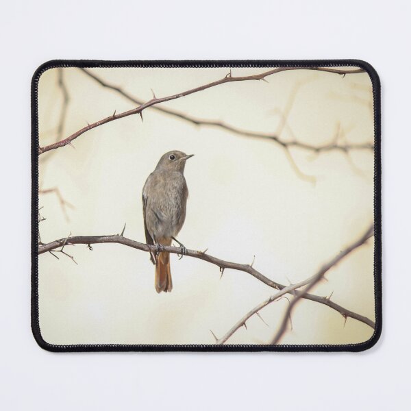 Item preview, Small Brown Songbird Perched on Thorny Branches Against Soft Neutral Background, Minimal Nature Composition designed and sold by Nmallia.