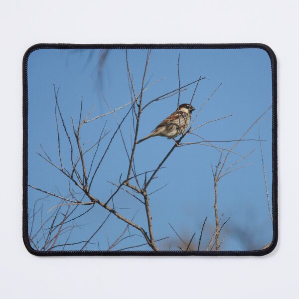 Item preview, Sparrow Perched on Bare Branches Against A Clear Blue Winter Sky, Calm Wildlife Moment designed and sold by Nmallia.