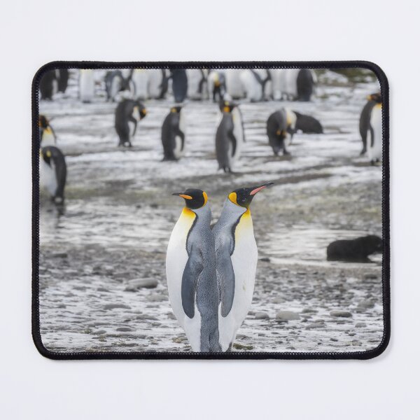 Item preview, A Pair of King Penguins designed and sold by PhotoArt by Joan Carroll.