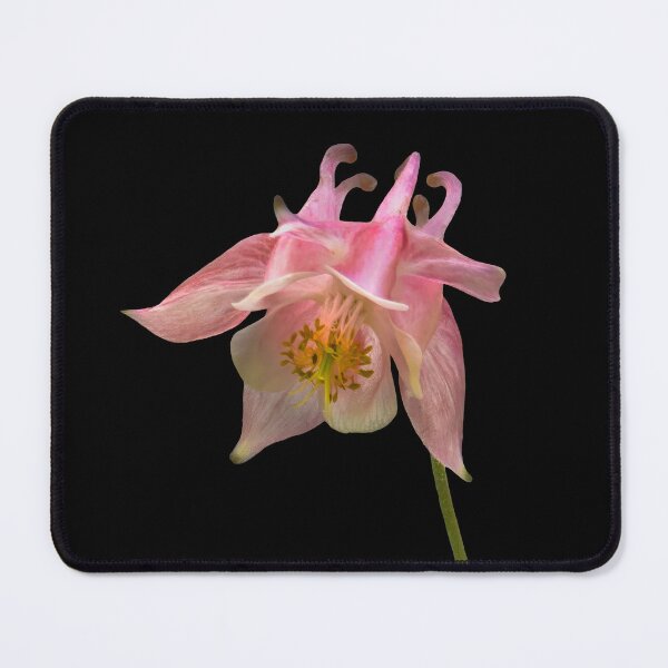 Item preview, Whispered in Pink — Columbine Flower Photography on Black designed and sold by Susarellis.