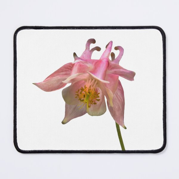 Item preview, Whispered in Pink — Columbine Flower Fine Art Macro Photography designed and sold by Susarellis.