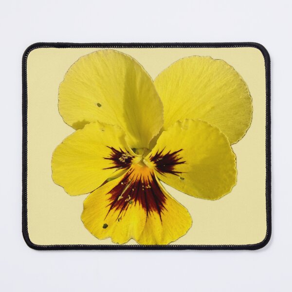 Item preview, Yellow Tricolor Pansy Blossom Isolated on Cream Background designed and sold by BalkanBloom.