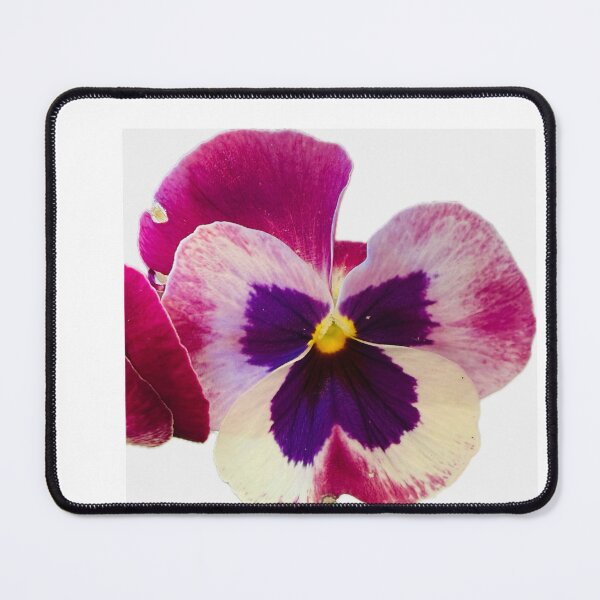 Item preview, Tricolor Purple and Cream Pansy Bloom Isolated on White designed and sold by BalkanBloom.
