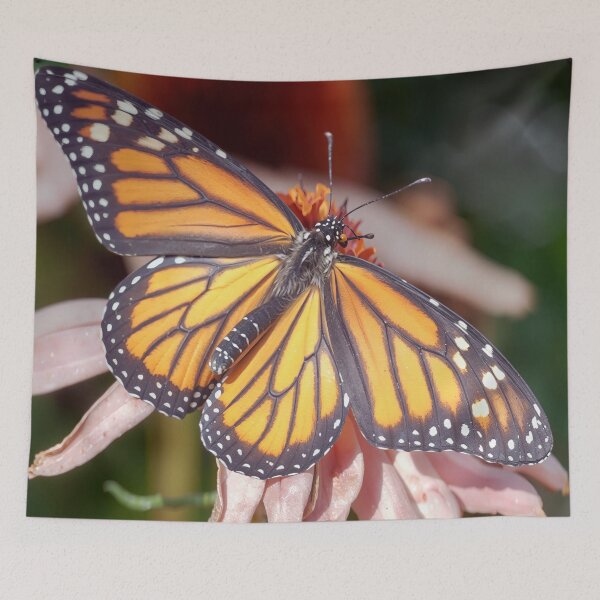 Item preview, Monarch Butterfly Resting on Purple Coneflower in Garden designed and sold by kornkobart.