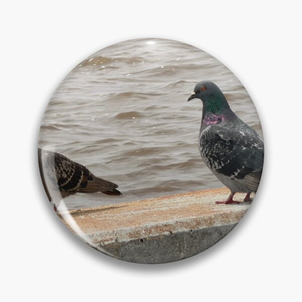 Item preview,     Why Rock Doves Are Everywhere. designed and sold by Pearls1.