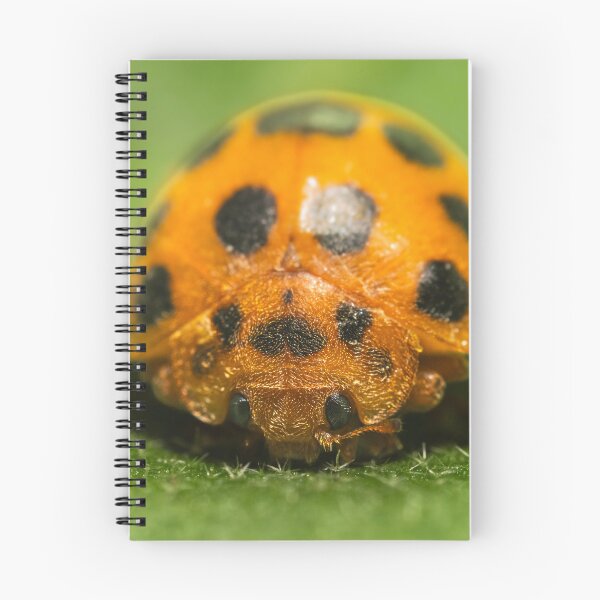 Item preview, 28-spotted potato ladybird designed and sold by robdwildlife.