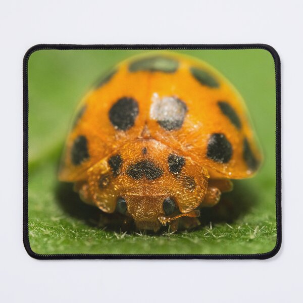 Item preview, 28-spotted potato ladybird designed and sold by robdanimalphotography.