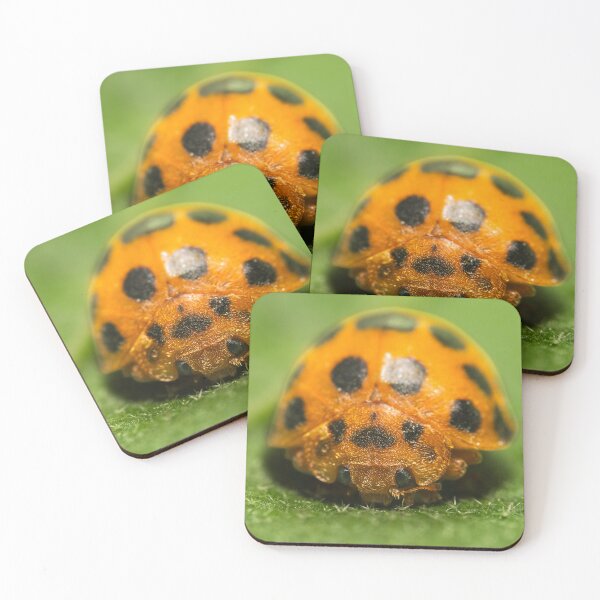 Item preview, 28-spotted potato ladybird designed and sold by robdanimalphotography.