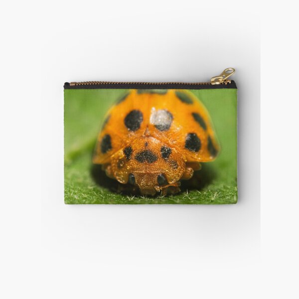 Item preview, 28-spotted potato ladybird designed and sold by robdanimalphotography.