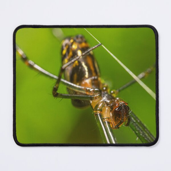 Item preview, Silver Orb Spider designed and sold by robdwildlife.