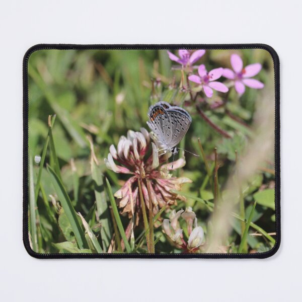 Item preview, Lupine blue butterfly photograph designed and sold by WolfRaven Creations.