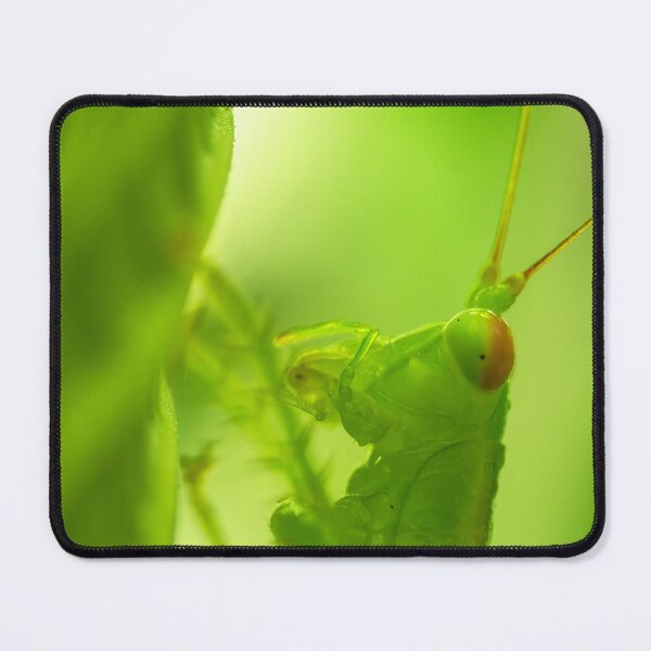 Item preview, Diurnal Predatory Katydid designed and sold by robdwildlife.