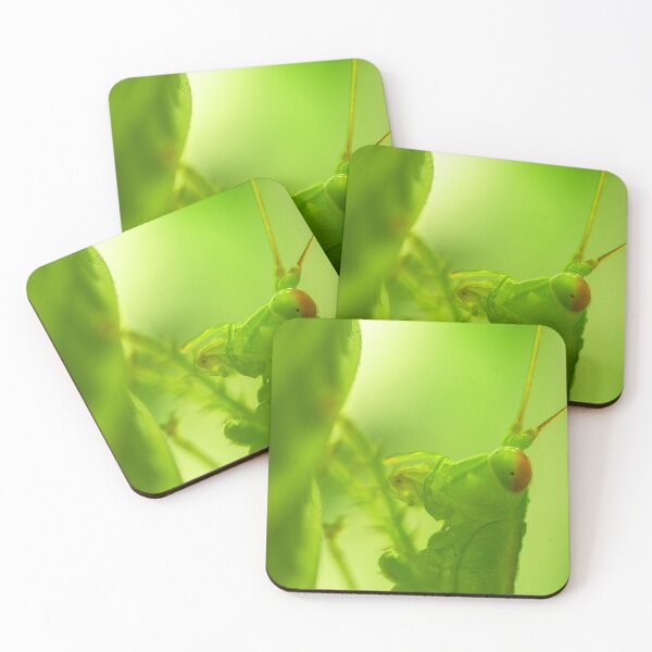 Item preview, Diurnal Predatory Katydid designed and sold by robdanimalphotography.