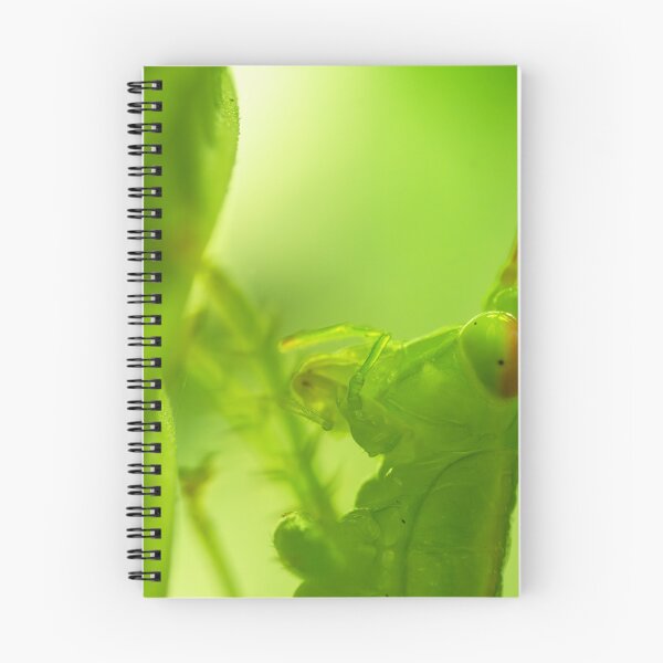 Item preview, Diurnal Predatory Katydid designed and sold by robdanimalphotography.