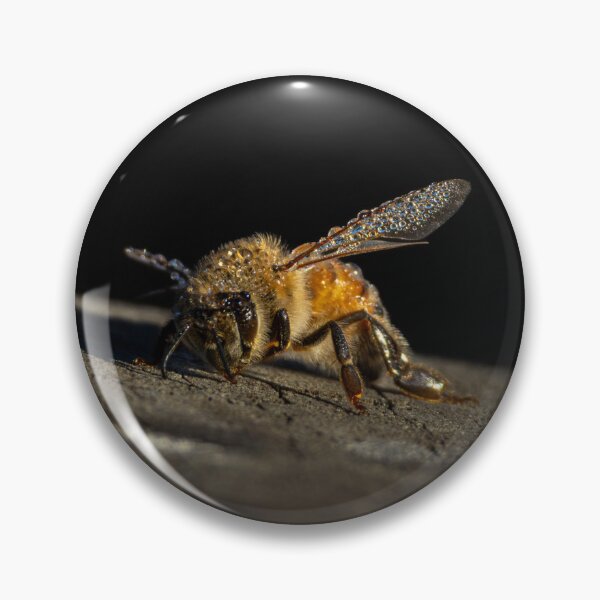 Item preview, Honey Bee | Australian Wildlife Print designed and sold by BBoltPhotos.