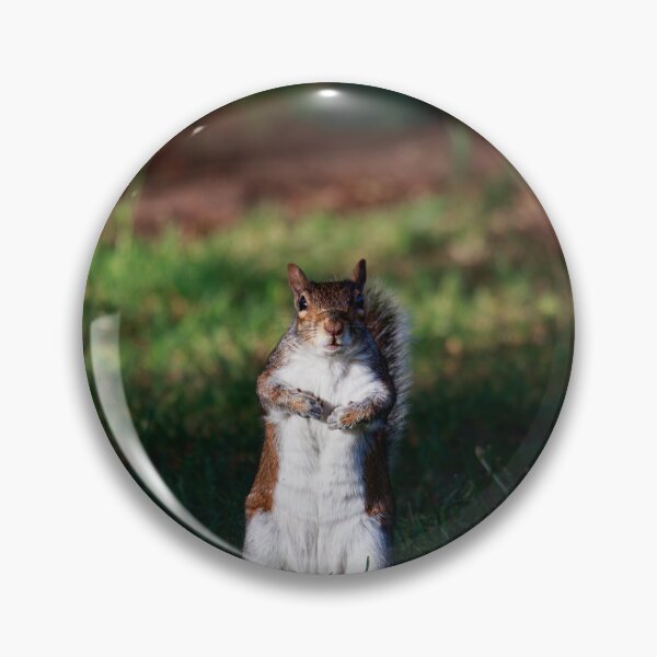 Item preview, Are You Looking At Me? — Grey Squirrel Portrait designed and sold by Feathers-Fur.