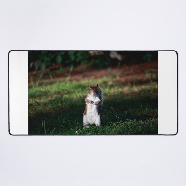 Item preview, Are You Looking At Me? — Grey Squirrel Portrait designed and sold by Feathers-Fur.