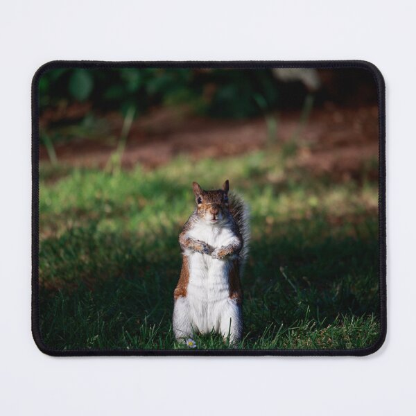 Item preview, Are You Looking At Me? — Grey Squirrel Portrait designed and sold by Feathers-Fur.