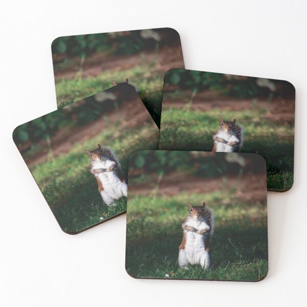 Item preview, Are You Looking At Me? — Grey Squirrel Portrait designed and sold by Feathers-Fur.