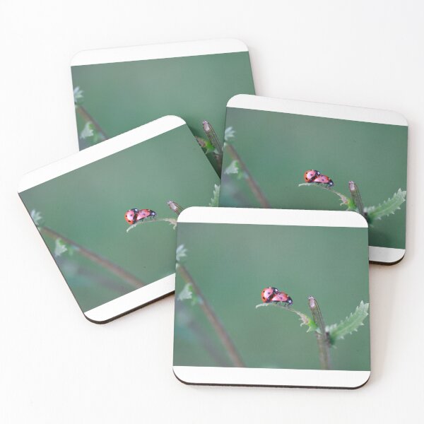 Item preview, Two seven-spot ladybirds mating on the tip of a delicate serrated leaf, set against a clean soft green bokeh background. A intimate moment of British garden wildlife captured in stunning macro detail. designed and sold by Feathers-Fur.