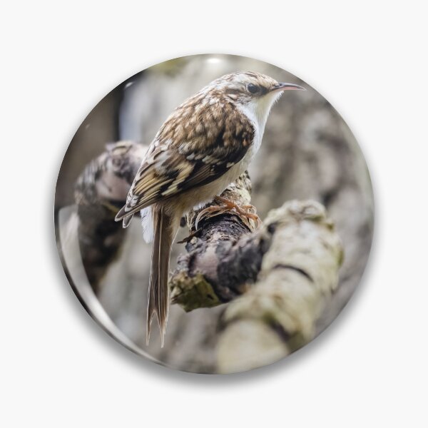 Item preview, Treecreeper designed and sold by UKMatt2000.