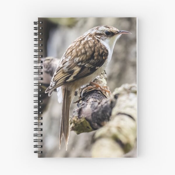 Item preview, Treecreeper designed and sold by UKMatt2000.