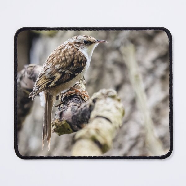 Item preview, Treecreeper designed and sold by UKMatt2000.