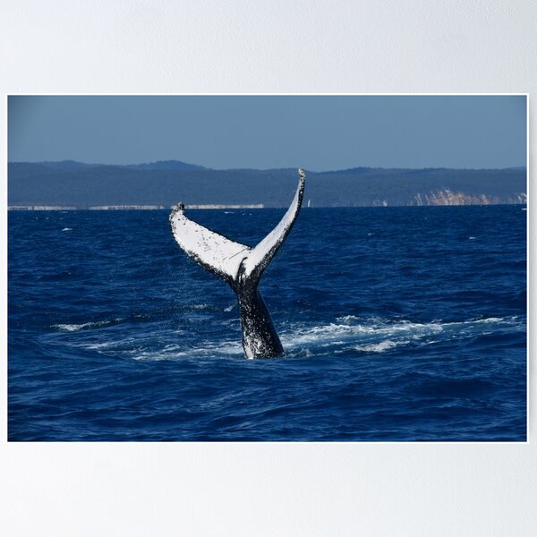 Item preview, A Whale of A Tail designed and sold by photosbymia.