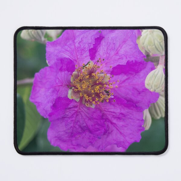 Item preview, Queen's Crape Myrtle designed and sold by ROSE ANN BANILAR.