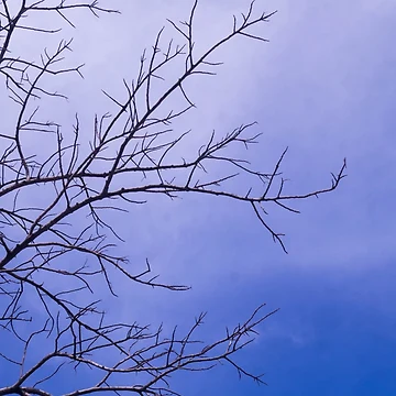 Artwork thumbnail, Bare Tree by ROSE ANN BANILAR