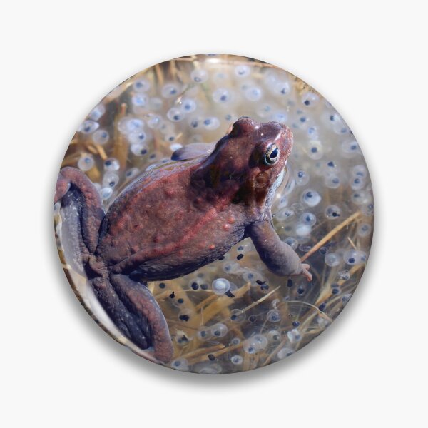 Item preview, Guardian. European brown frog designed and sold by Jouko Lehto Photography.