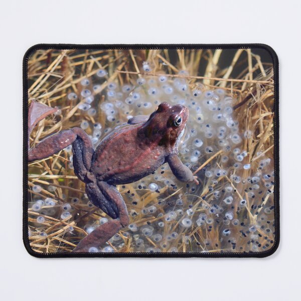 Item preview, Guardian. European brown frog designed and sold by Jouko Lehto Photography.