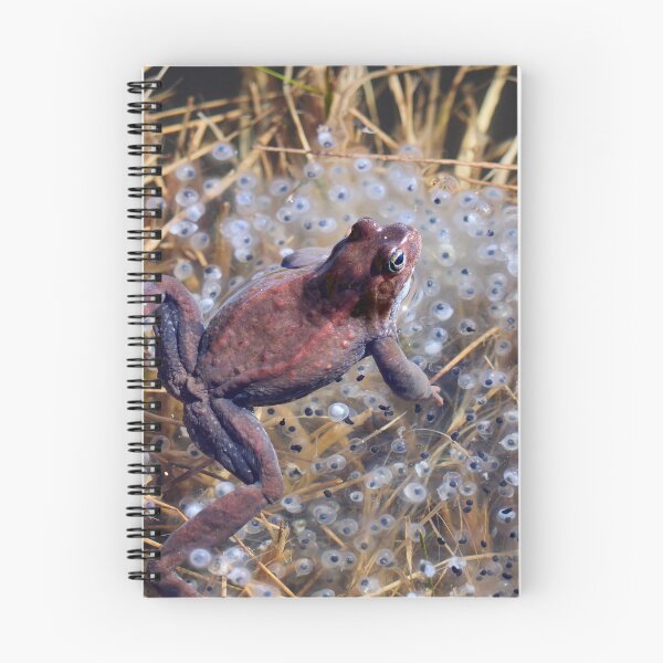 Item preview, Guardian. European brown frog designed and sold by Jouko Lehto Photography.