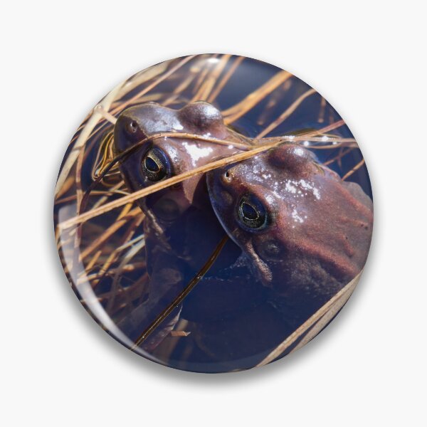 Item preview, Sweet sweet spring. European brown frog designed and sold by Jouko Lehto Photography.