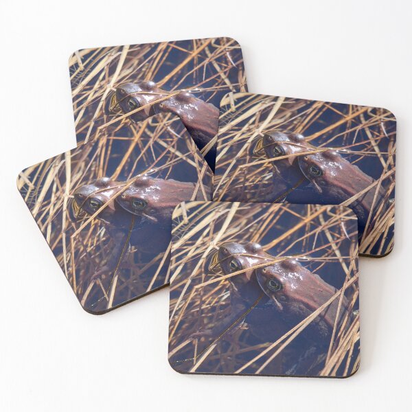Item preview, Sweet sweet spring. European brown frog designed and sold by Jouko Lehto Photography.