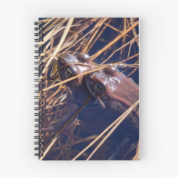 Item preview, Sweet sweet spring. European brown frog designed and sold by Jouko Lehto Photography.