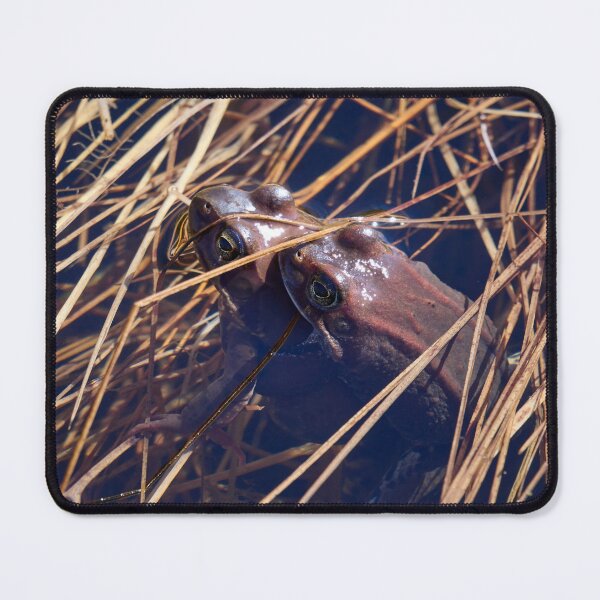Item preview, Sweet sweet spring. European brown frog designed and sold by Jouko Lehto Photography.