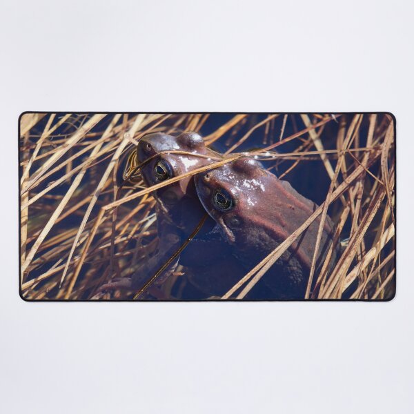 Item preview, Sweet sweet spring. European brown frog designed and sold by Jouko Lehto Photography.