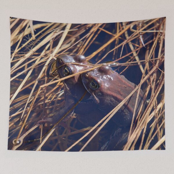 Item preview, Sweet sweet spring. European brown frog designed and sold by Jouko Lehto Photography.