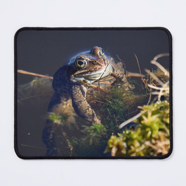 Item preview, The boss. European brown frog designed and sold by Jouko Lehto Photography.