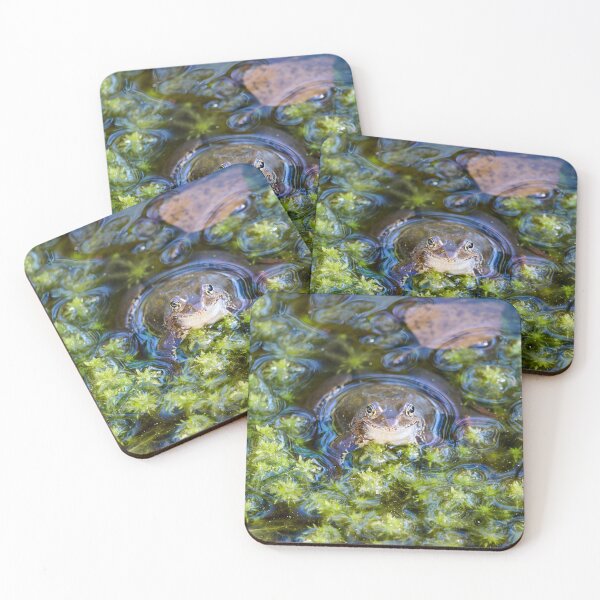Item preview, Green pond. European brown frog designed and sold by Jouko Lehto Photography.
