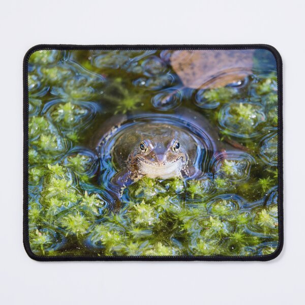 Item preview, Green pond. European brown frog designed and sold by Jouko Lehto Photography.