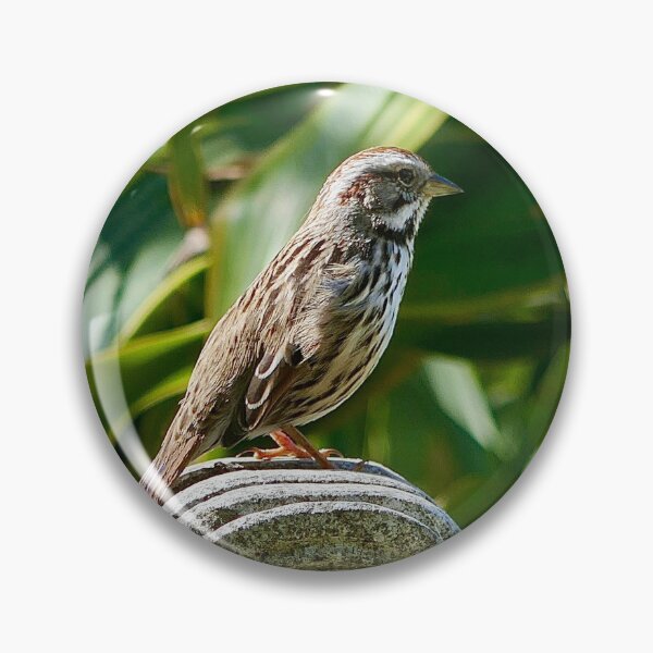 Item preview, Song Sparrow Perched on Weathered Stone - Serene Nature Photography designed and sold by sky earth human.