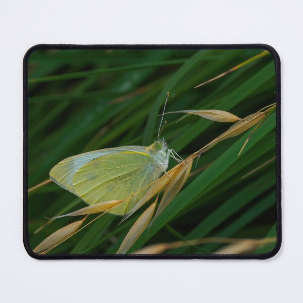 Item preview, Small White Butterfly on Grass designed and sold by Ralph Goldsmith.