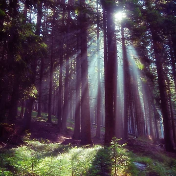 Artwork thumbnail, Magic forest by Raffaella Lunelli