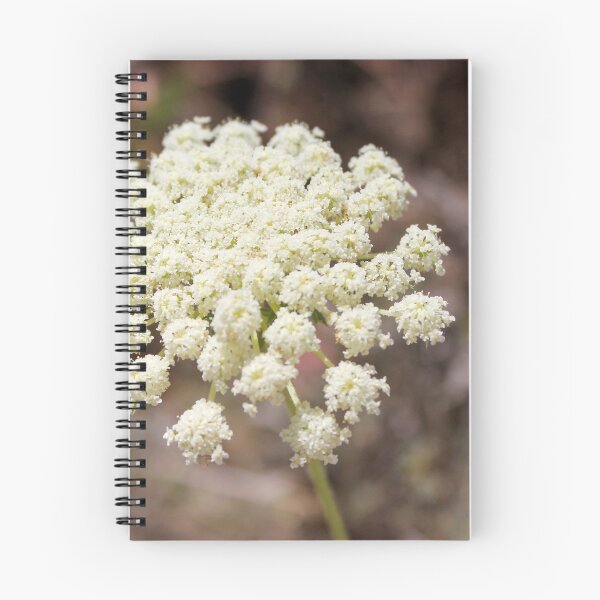 Item preview, Close-Up of White Queen Anne's Lace Wildflower Umbel in Natural Summer Outdoor Setting designed and sold by Nmallia.