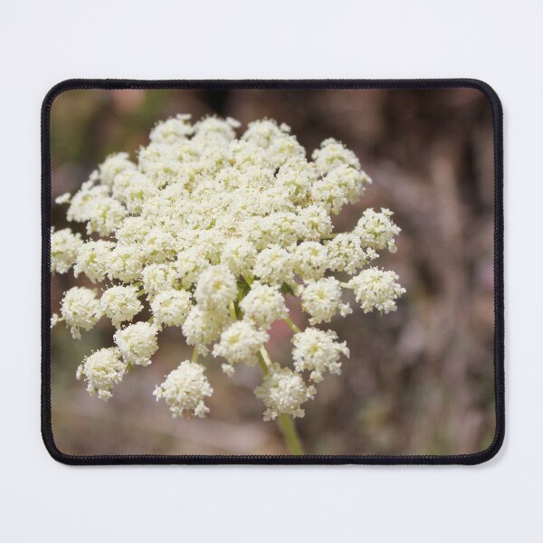 Item preview, Close-Up of White Queen Anne's Lace Wildflower Umbel in Natural Summer Outdoor Setting designed and sold by Nmallia.