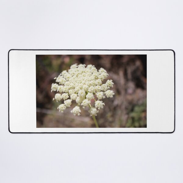 Item preview, Close-Up of White Queen Anne's Lace Wildflower Umbel in Natural Summer Outdoor Setting designed and sold by Nmallia.
