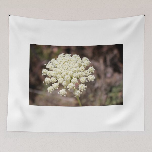 Item preview, Close-Up of White Queen Anne's Lace Wildflower Umbel in Natural Summer Outdoor Setting designed and sold by Nmallia.